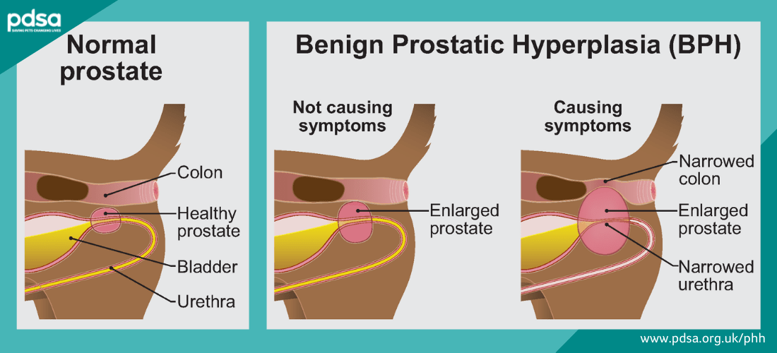 Illustration showing BPH in dogs