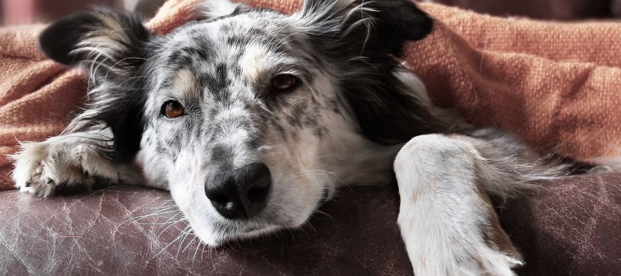 tricolour dog lying underneath a cosy terracotta-coloured blanket