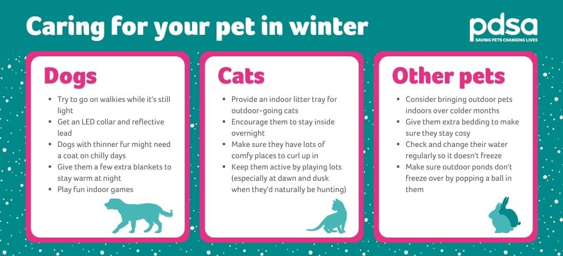 Infographic showing different ways to care for your pet in winter