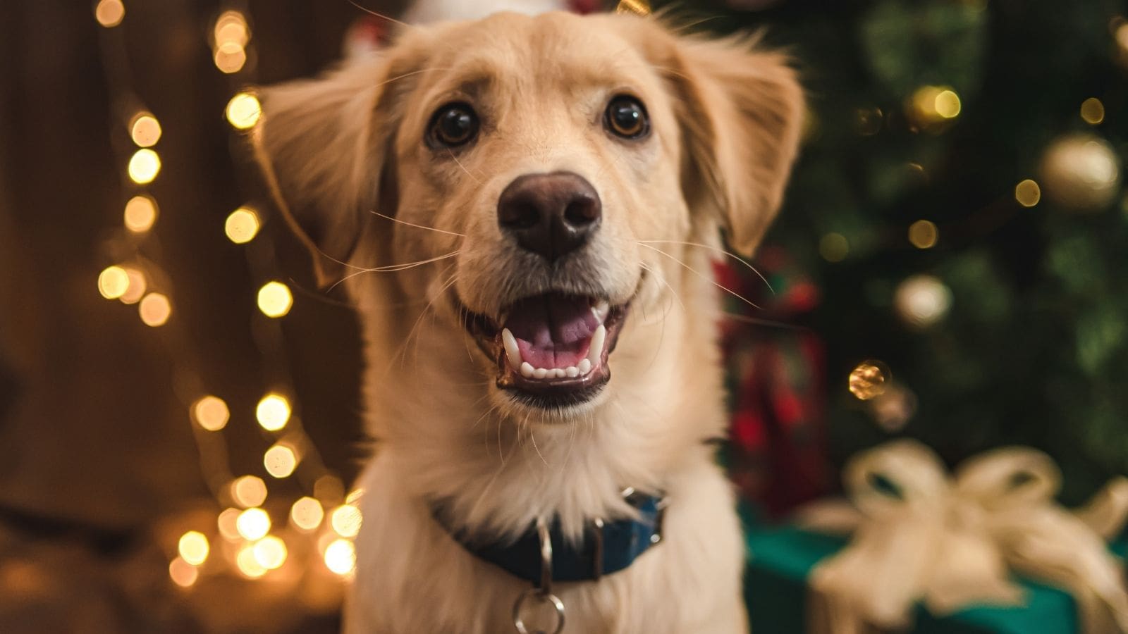 Pets for Christmas PDSA