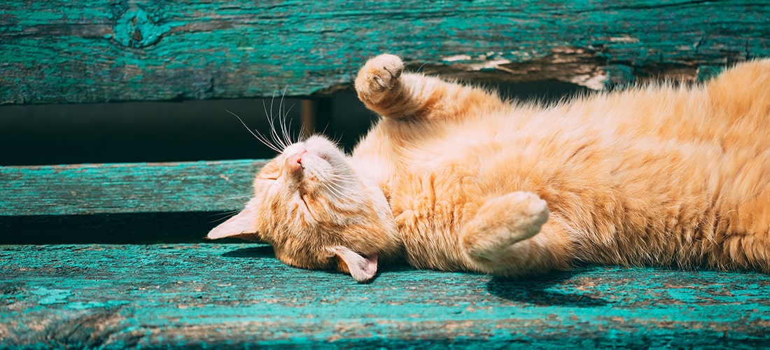 A photo of a cat relaxing in the sunlight on a wooden bench