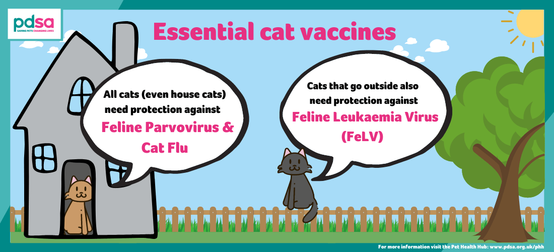 A graphic explaining that all cats (even house cats) need protection against feline parvovirus and cat flu while cats that go outside also need protection against Feline Leukaemia Virus (FeLV)