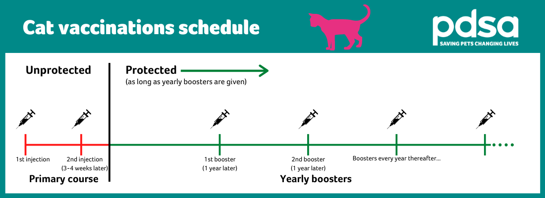 A graphic depicting the vaccination schedule for cats and kittens