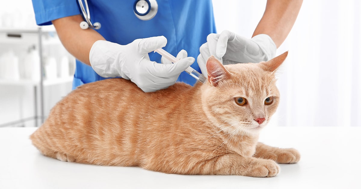 A photo of a cat receiving an injection