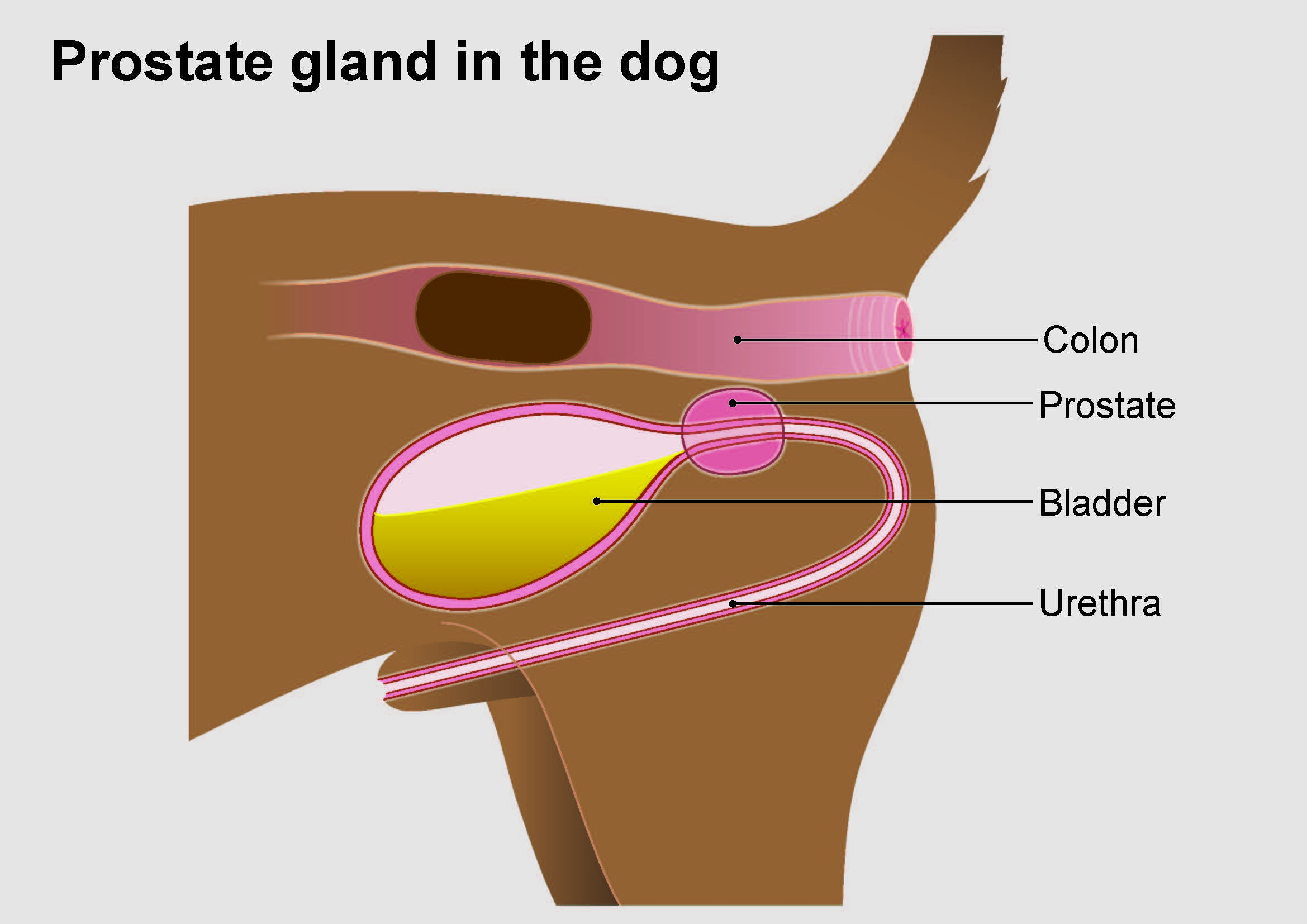 where is the prostate located on a male dog