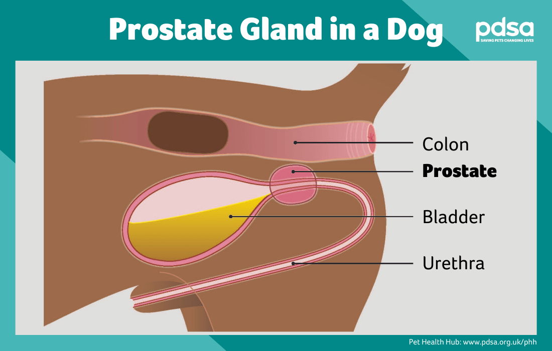 Illustration showing an enlarged prostate in dogs