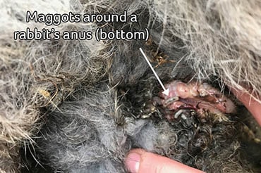 Photo showing maggots around rabbit's anus