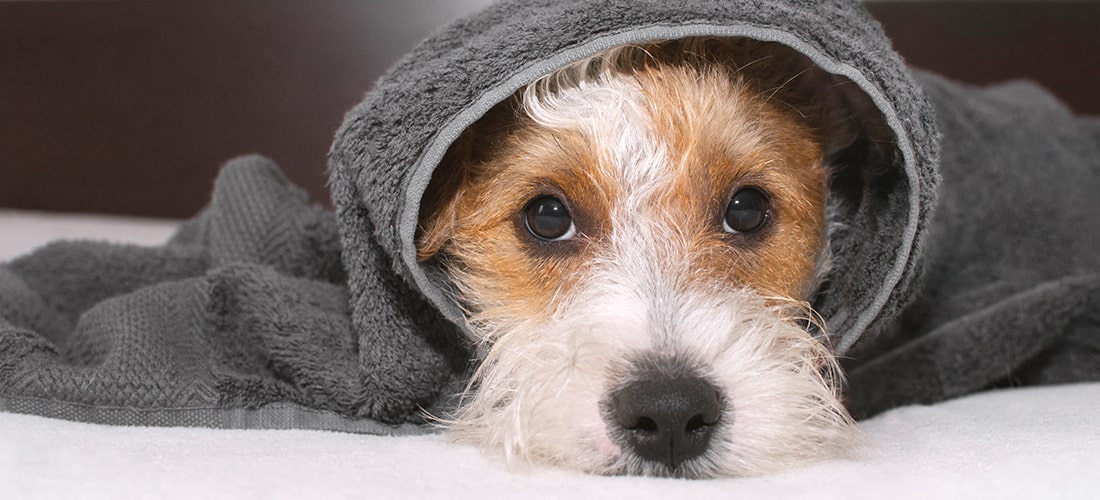 A photo of a dog wrapped in a grey towel