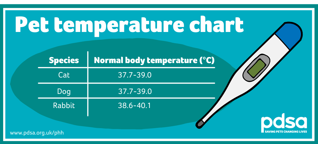 What Is Normal Temp For A Puppy