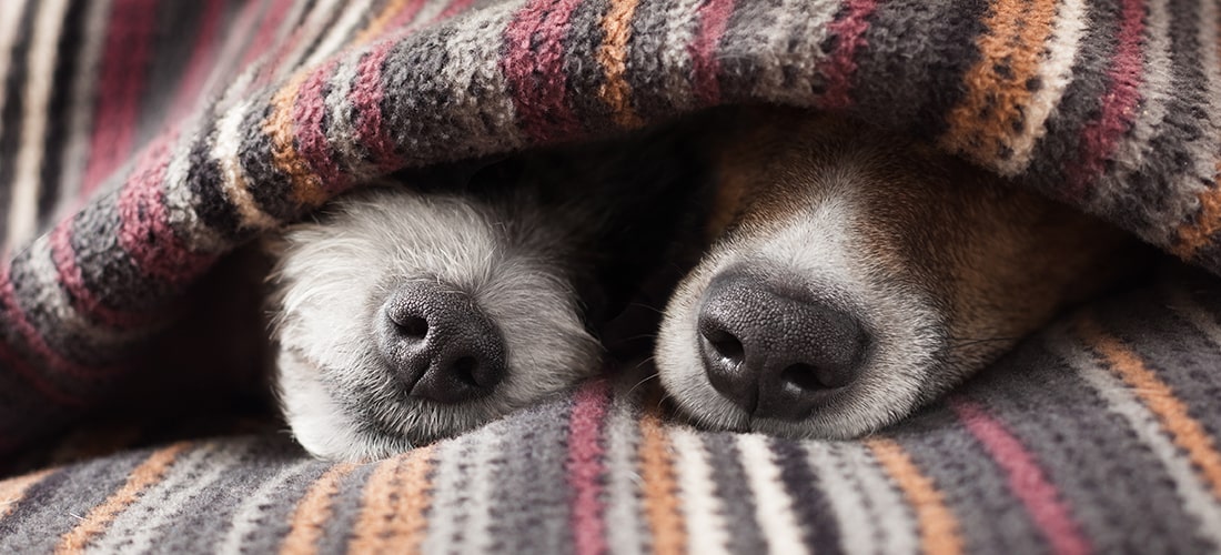 A photo of two dogs cuddled up under a blanket