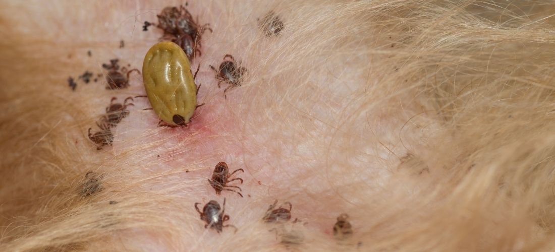 Ticks On Pets Pdsa