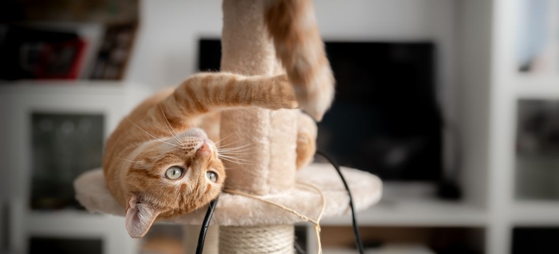 Photo of a ginger cat playing on a scratching post