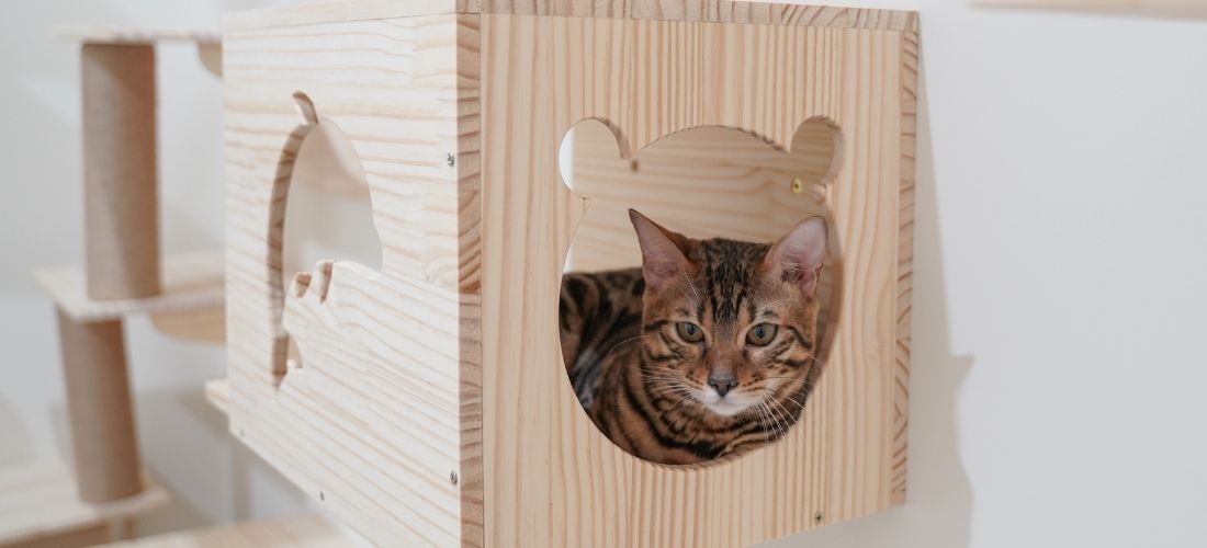 A photo of an indoor cat sat inside a wooden wall box