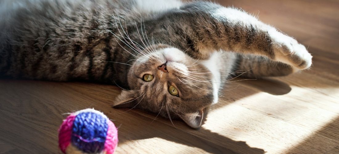 Photo of a cat lying down and playing with a ball toy