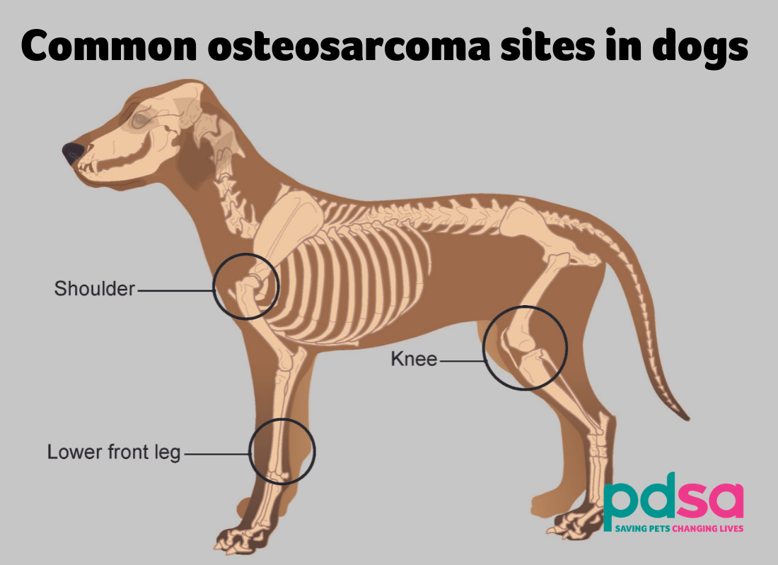 how long does a dog with osteosarcoma live