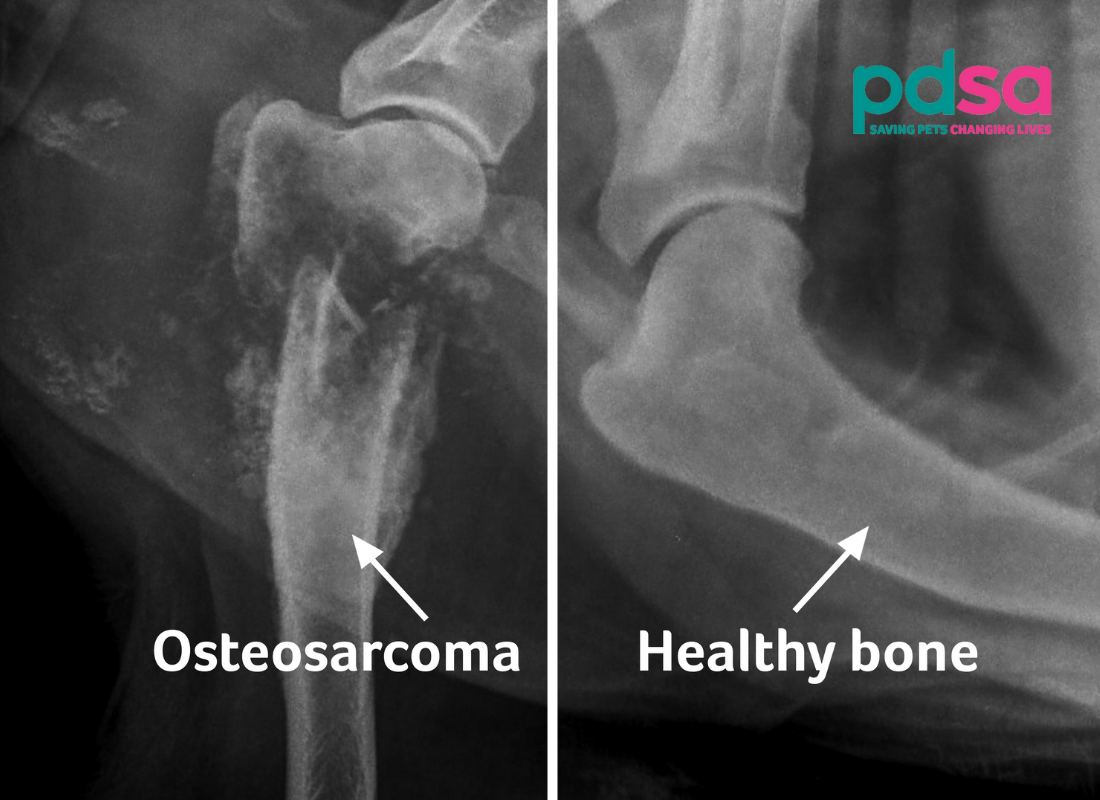 how do they test for bone cancer in dogs