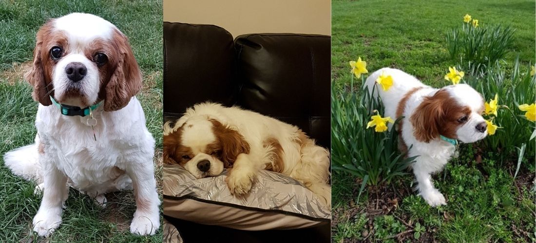 Three photos of Charlie, showing him sat on some grass, sleeping on a pillow, and walking through some daffodils