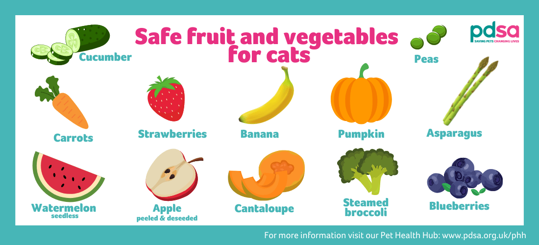 An illustration depicting safe fruit and vegetables for cats, including cucumber, carrots, strawberries, bananas, pumpkins, asparagus, peas, seedless watermelon, peeled and deseeded apple, cantaloupe, steamed broccoli, and blueberries