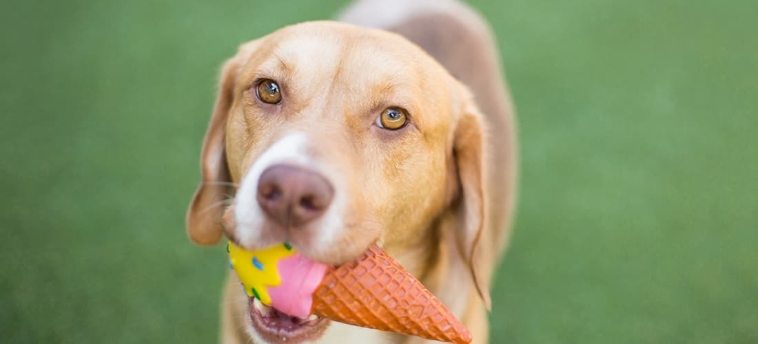 Beagle with ice cream toy