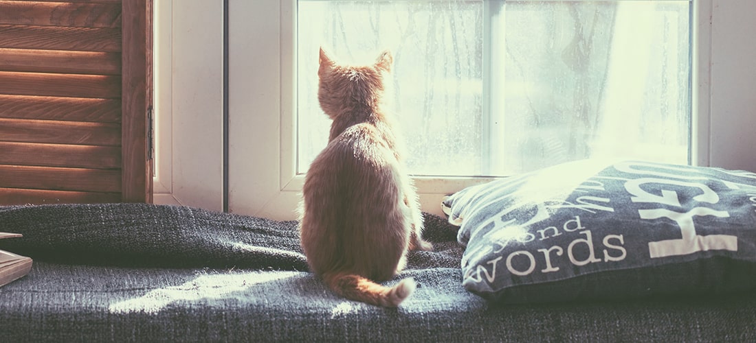 Ginger kitten looking out of window