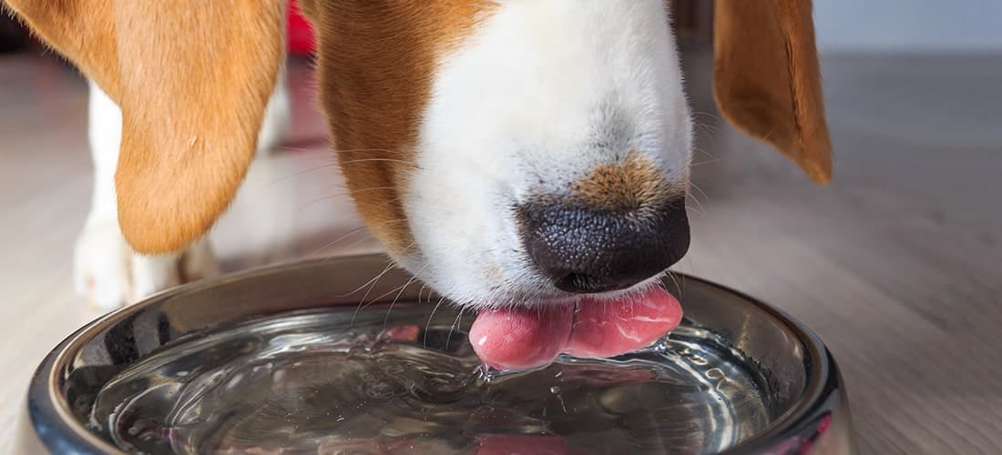 Beagle drinking 