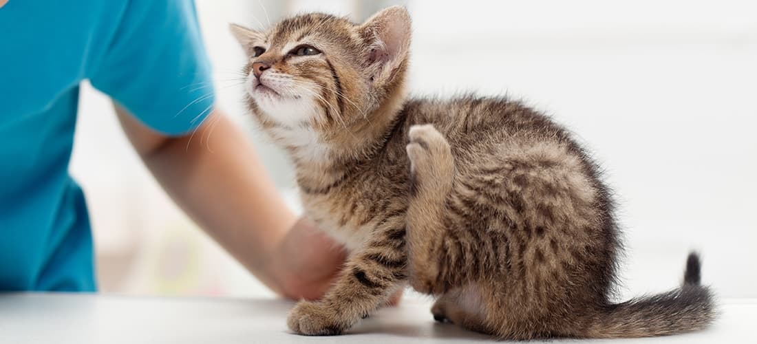 Kitten at vet scratching ear