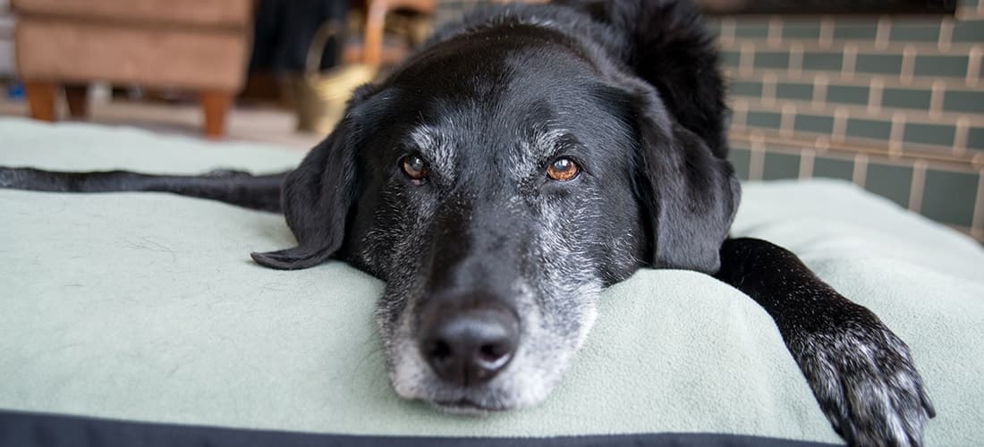 Old dog lying down