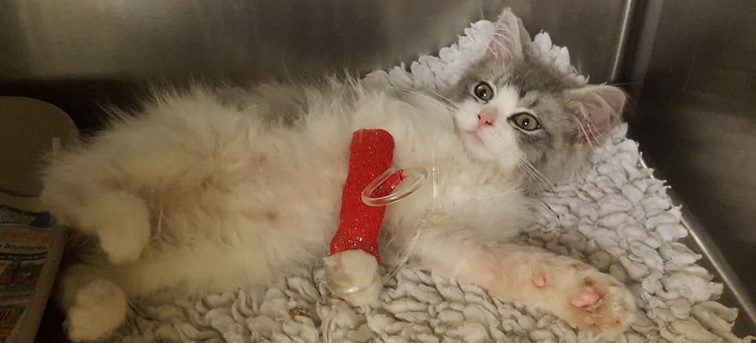 Kitten with bandage on leg