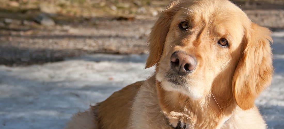 Golden retriever tilting head to the side