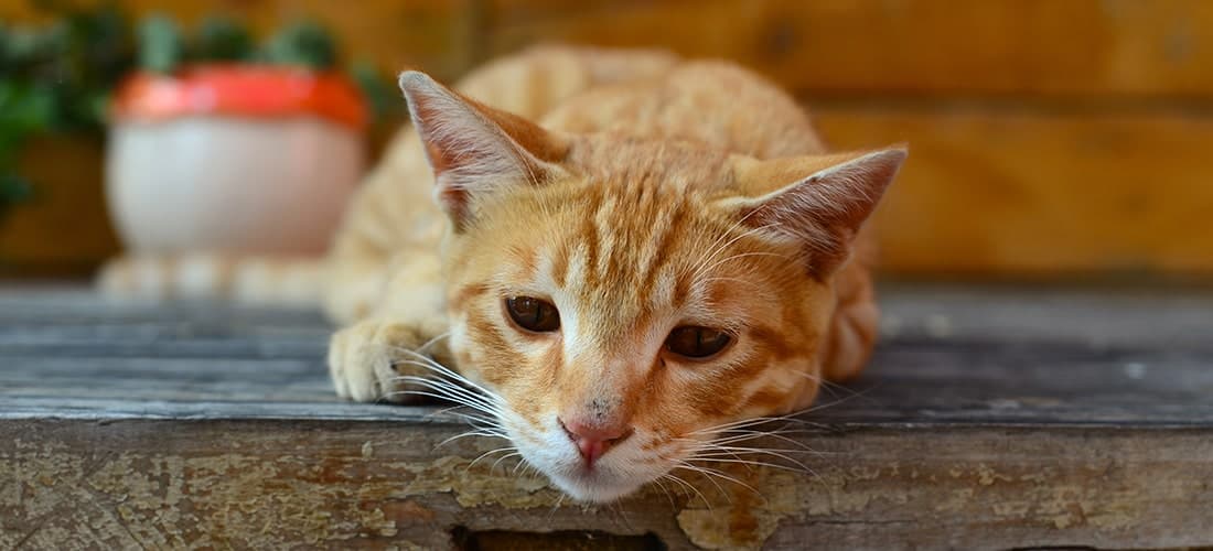 Ginger cat lying down looking sad