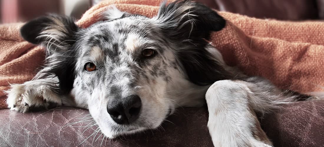 Dog lying down under blanket