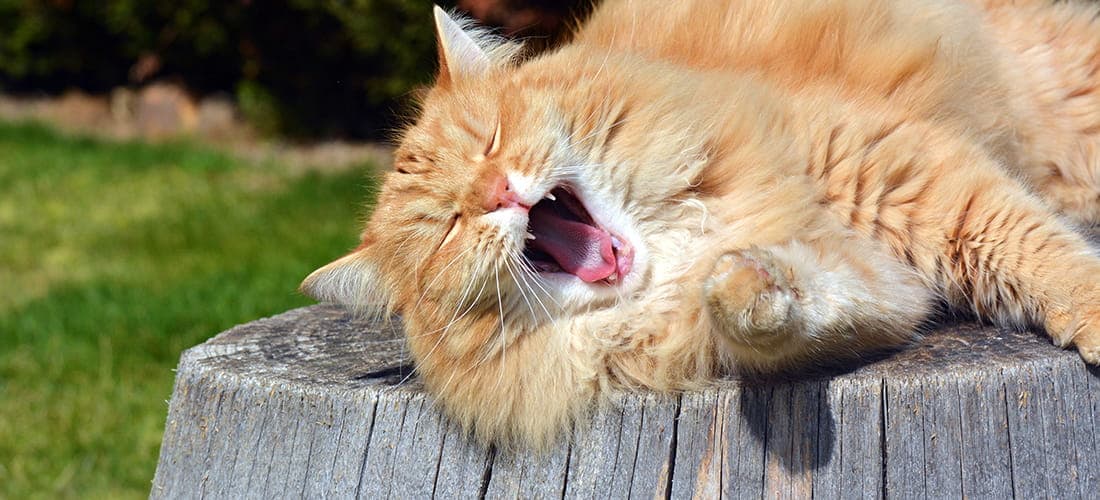 Old ginger cat yawning