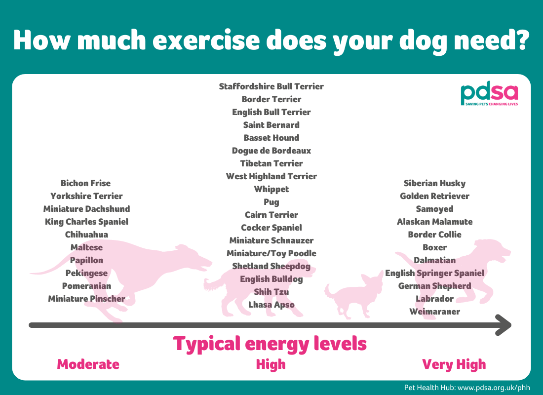An illustration showing the energy level of different dog breeds