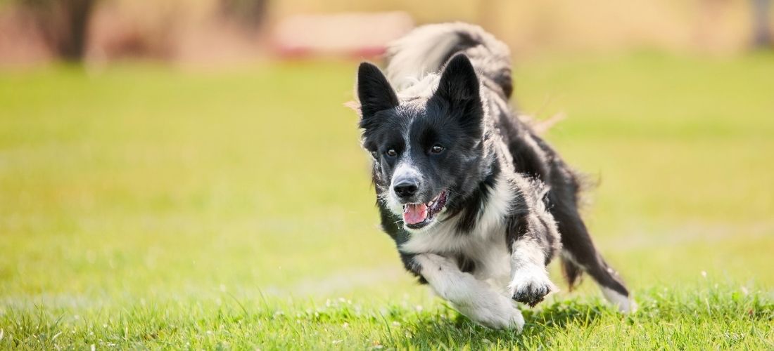 A photo of a collie running outdoors