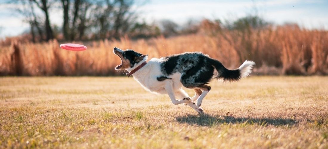 A photo of a dog chasing a frisbee outdoors