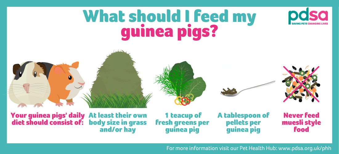 An infographic explaining that your guinea pigs' daily diet should consist of at least their own body size in grass and/or hay plus one teacup of fresh greens and a tablespoon of pellets per guinea pig, and that you should never feed them muesli style food