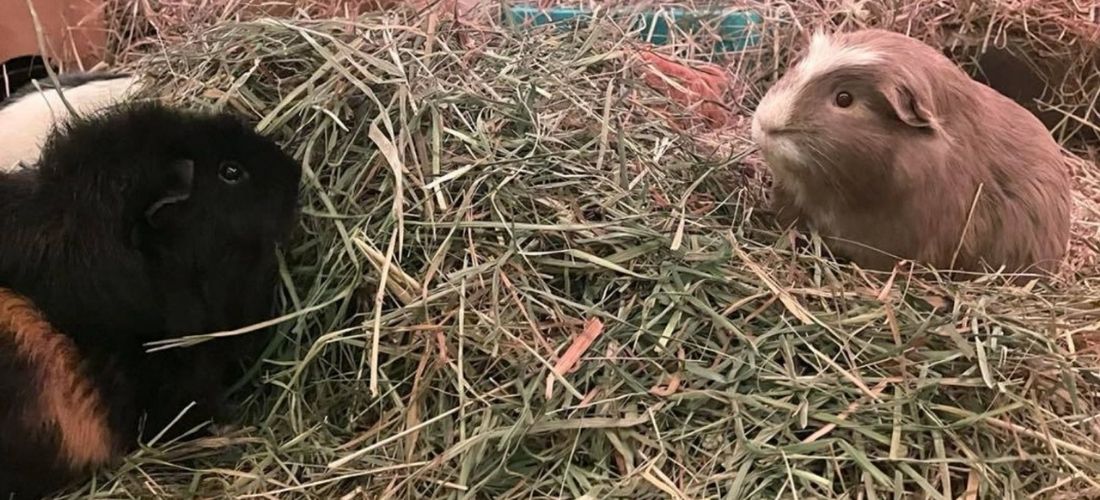 A photo of two guinea pigs eating hay