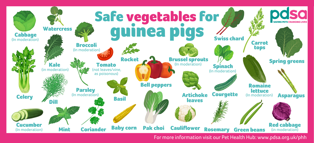 An infographic showing vegetables safe for a guinea pig to eat