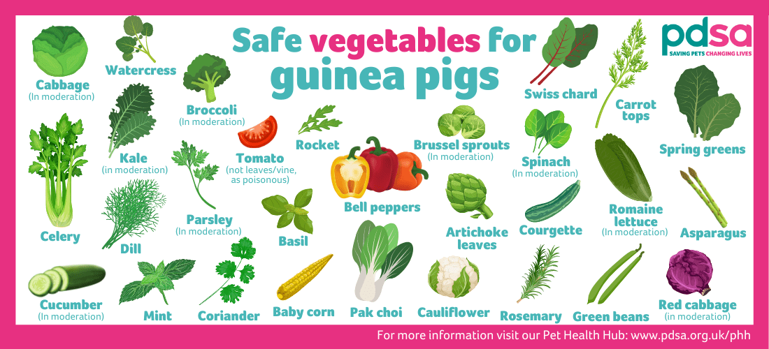 Fruits For Guinea Pigs Food Keg