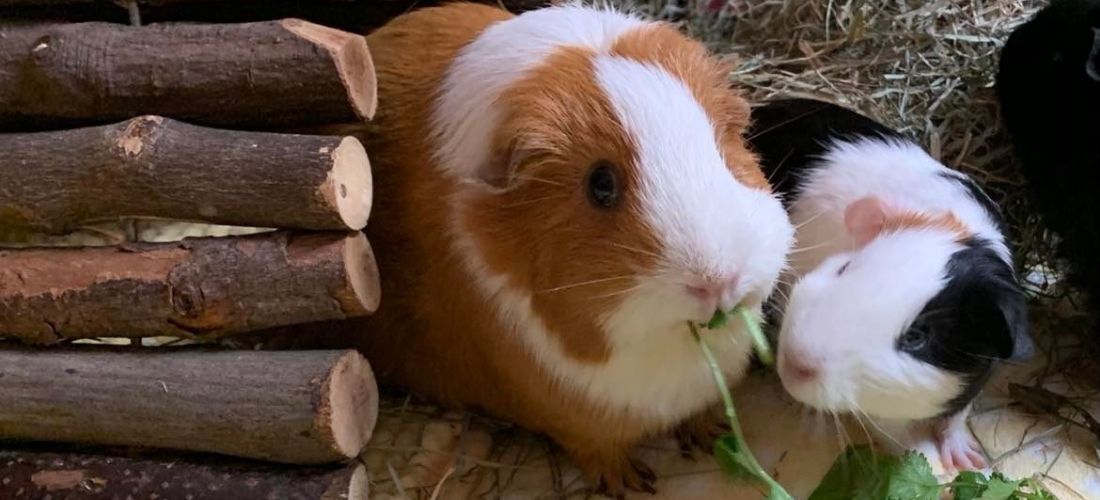 A photo of two guinea pigs eating herbs
