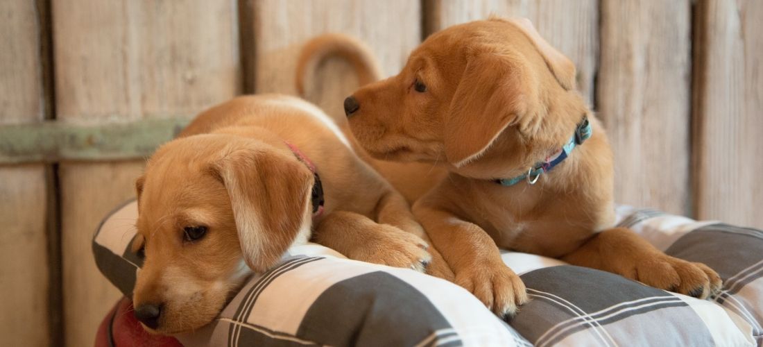 A photo of two labrador puppies