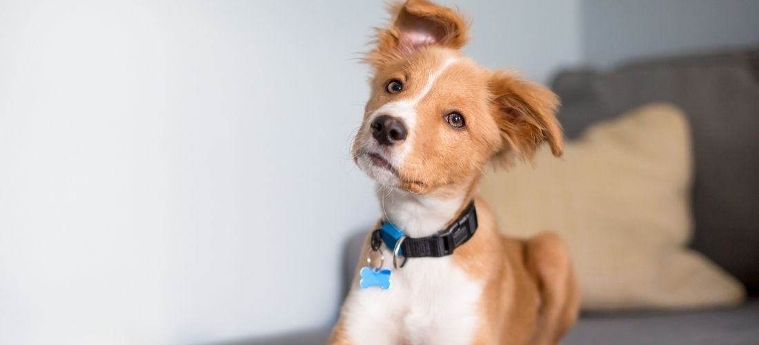 A photo of a puppy listening to new sounds