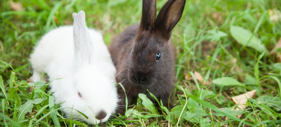 A photo of a white bunny and a brown bunny eating grass