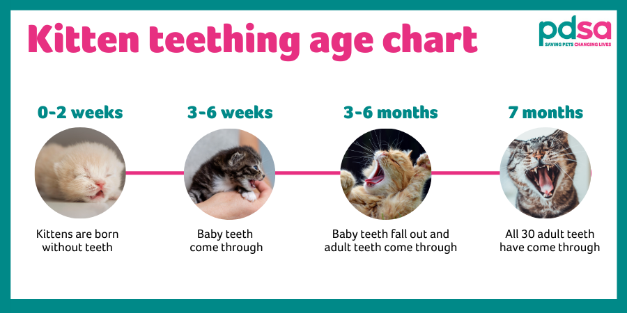 Why Kitten Teeth Falling Out? Understanding Feline Dental Changes - Pet