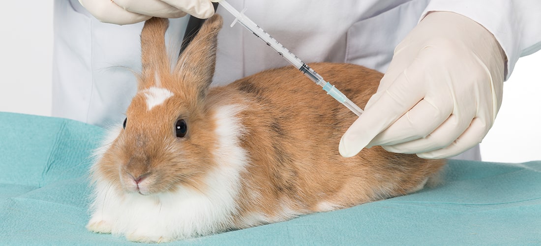 A photo of a rabbit about to receive a vaccination