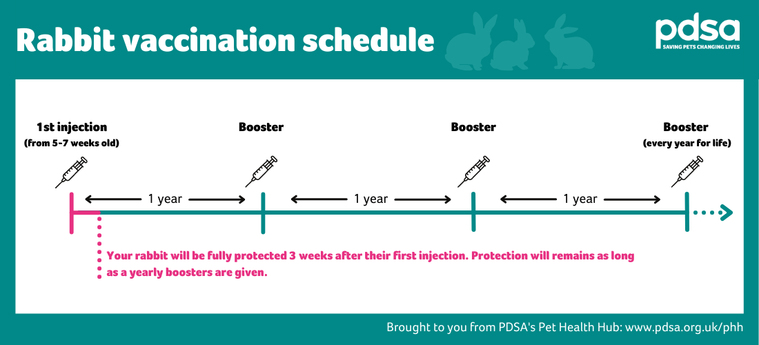 An infographic showing that rabbits should receive their first vaccination injection when they are 5-7 weeks old and will remain protected as long as they are given yearly boosters