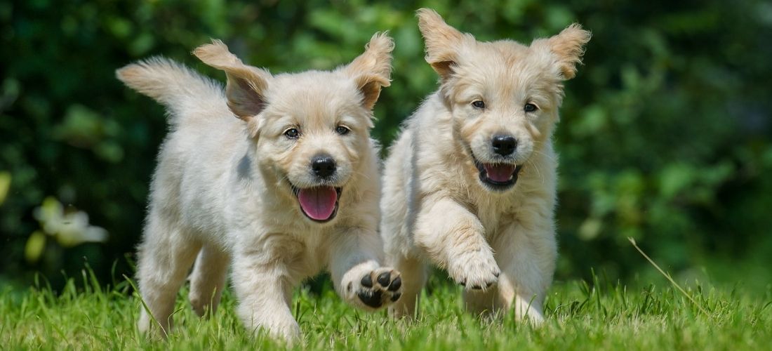 A photo of two golden retriever puppies running in some grass