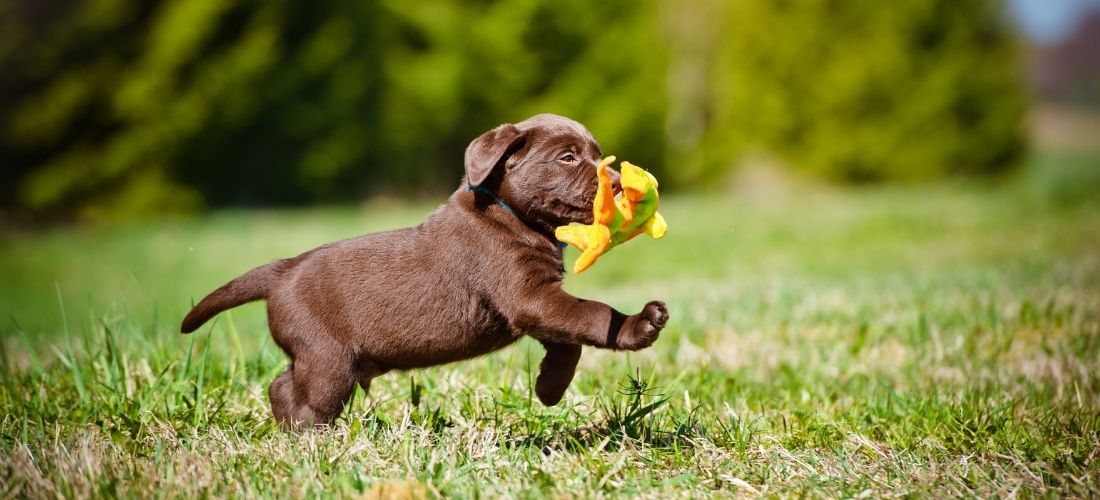 A photo of a brown labrador puppy running and carrying a toy through some grass