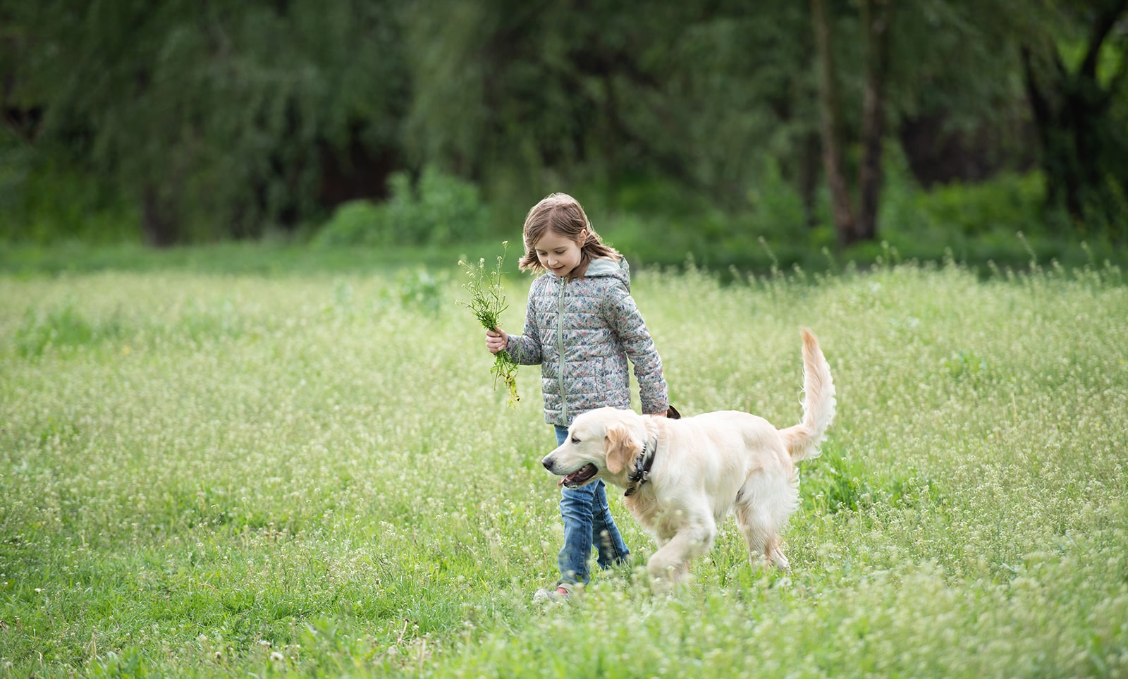 Boy walking dog