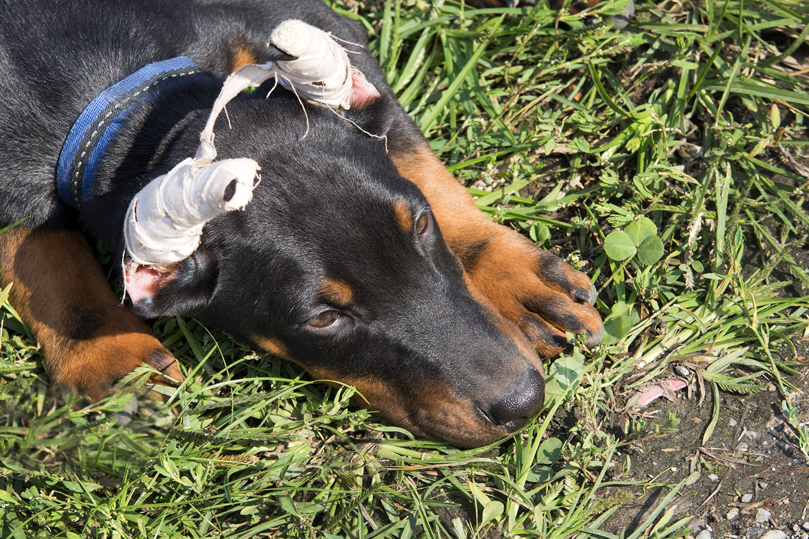 is it wrong to crop dogs ears